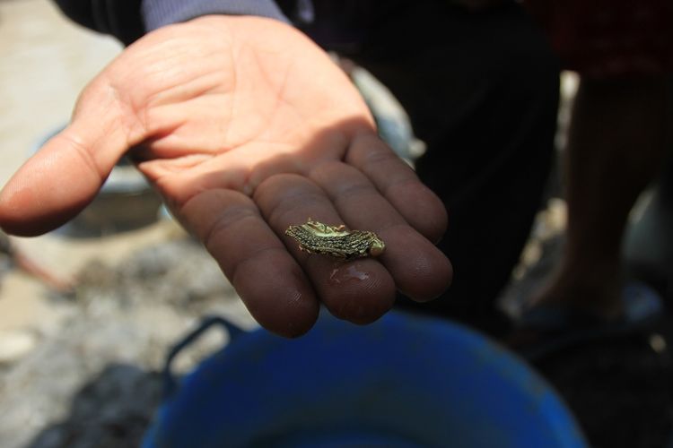 Warga menemukan perhiasan berupa lempengan emas dan manik-manik di kanal PT Samora Usaga Jaya Desa Pelimbangan, Kecamatan Cengal Kabupaten Ogan Komering Ilir (OKI), Sumatera Selatan, Selasa (8/10/2019).