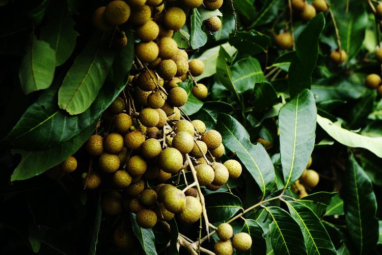 Ilustrasi pohon kelengkeng, buah kelengkeng. 