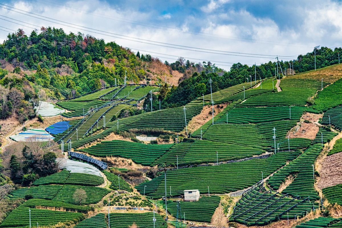 Studi terbaru ungkap limbah pertanian seperti sekam padi dan batang jagung bisa diolah jadi bahan bangunan tahan lama.