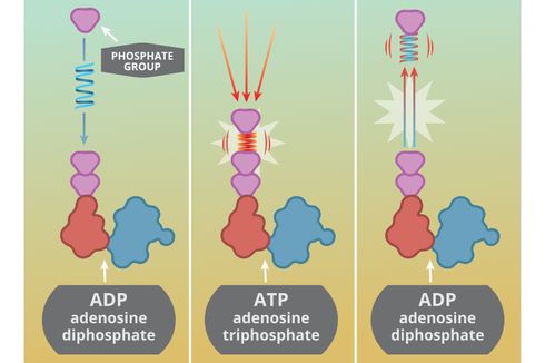 Bagaimana ATP Dapat Menghasilkan Energi?