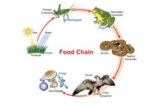 Dampak yang Akan Timbul jika Jumlah Produsen Rantai Makanan Menurun