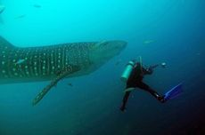 Habitat Hiu Paus di Sumbawa Terancam Rusak, Pemprov NTB Terbitkan Pergub