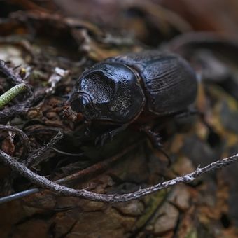 Ilustrasi Oryctes rhinoceros atau kumbang nyiur pada kelapa