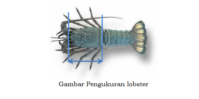 Gambar pengukuran lobster. Boleh diambil jika panjangnya lebih dari 8 sentimeter.