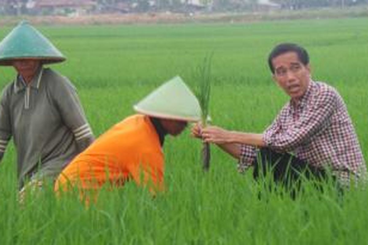 Joko Widodo saat berbincang dengan petani di Desa Gentasari, Kecamatan Kroya, Cilacap, Jawa Tengah, Jumat (13/6/2014).