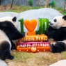 Panda Kembar di Hong Kong Ulang Tahun, Dapat Hadiah Kue