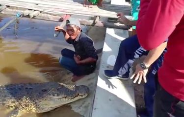 Puluhan Tahun Bersahabat dengan Seekor Buaya, Pak Ambo: Sudah Saya ...