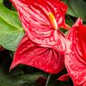 3 Penyebab Daun Anthurium Hangus