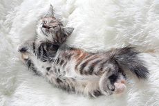 7 Posisi Tidur Kucing yang Paling Umum dan Maknanya