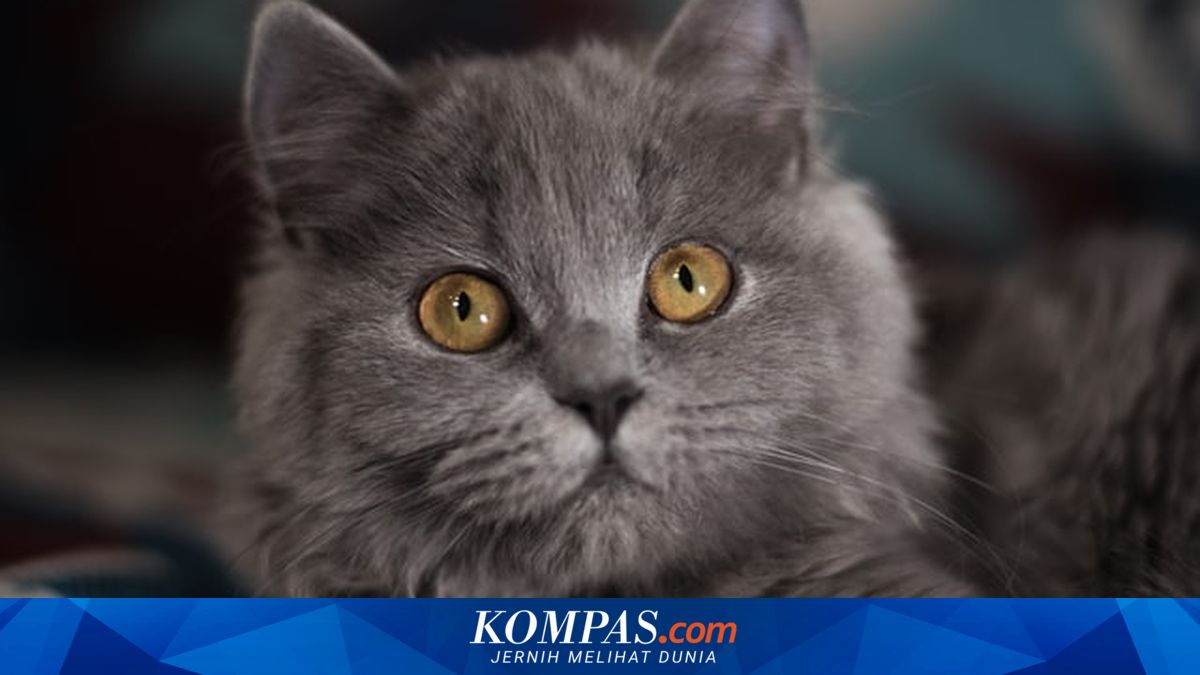 Menggemaskan! Ini 7 Ras Kucing Warna Abu-abu