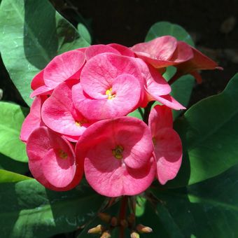 Ilustrasi tanaman hias Euphorbia atau mahkota duri. 