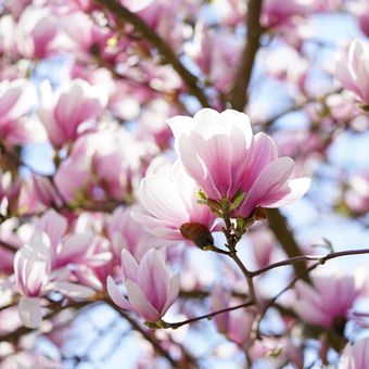 Ilustrasi bunga magnolia.