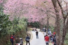 5 Destinasi untuk Menikmati Mekarnya Sakura Selain di Jepang