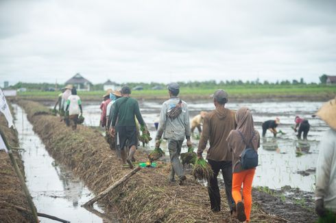 Anggota Komisi IV DPR Nilai Food Estate di Kalteng Berdampak Besar untuk Pendapatan Petani