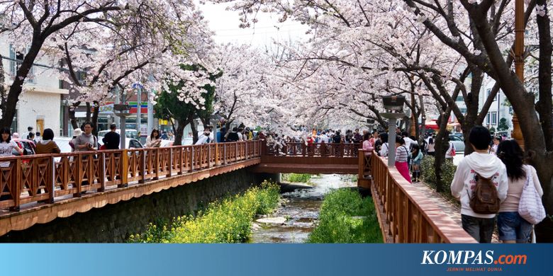 Tempat Terbaik Melihat Bunga Sakura Di Korea