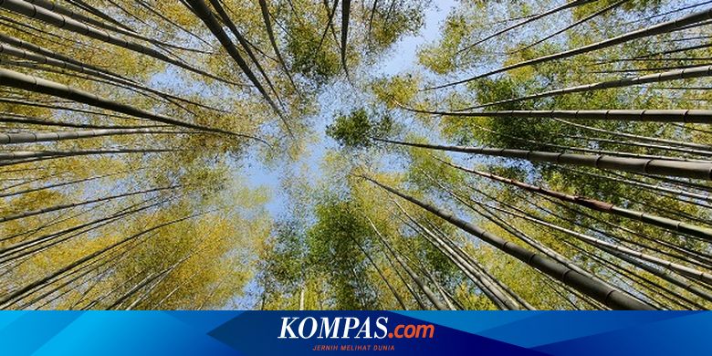 Wisata ala The King: Eternal Monarch, Indahnya Hutan Bambu Ahopsan