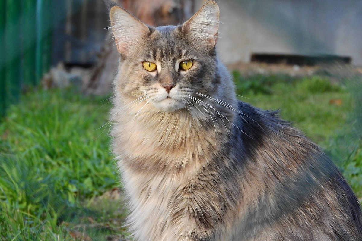 Ilustrasi kucing ras Maine Coon. 