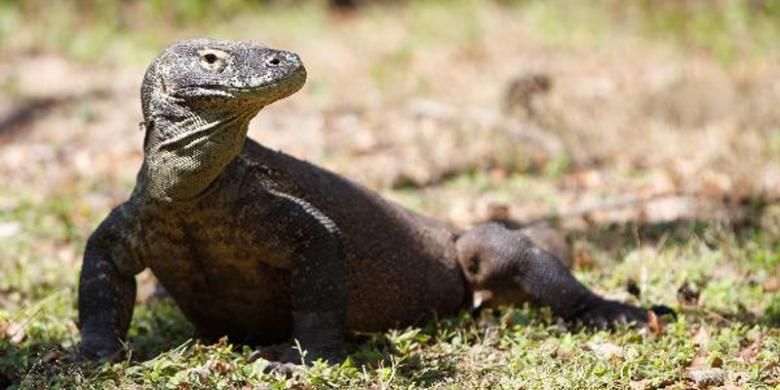 Satwa endemik Komodo (Varanus Komodoensis) di Pulau Rinca, Kecamatan Komodo, Manggarai Barat, Nusa Tenggara Timur, Senin (4/6/2012). Pulau Rinca merupakan salah satu habitat reptil purba Komodo. Berdasarkan data pada 2010 di pulau ini sendiri terdapat 1336 ekor Komodo, sedangkan 1288 ekor di Pulau Komodo, 86 di Pulau Nusa Kode, dan 83 di Pulau Gili Motang.