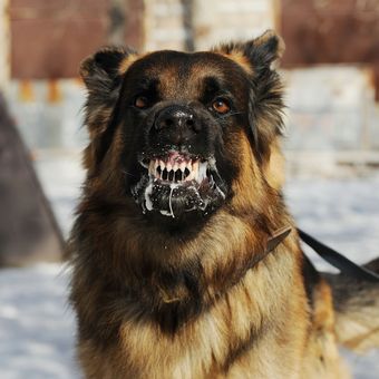 Ilustrasi anjing rabies. Gejala rabies pada anjing bisa diamati dari air liur yang berlebih dan perilaku agresif, bahkan menggigit.