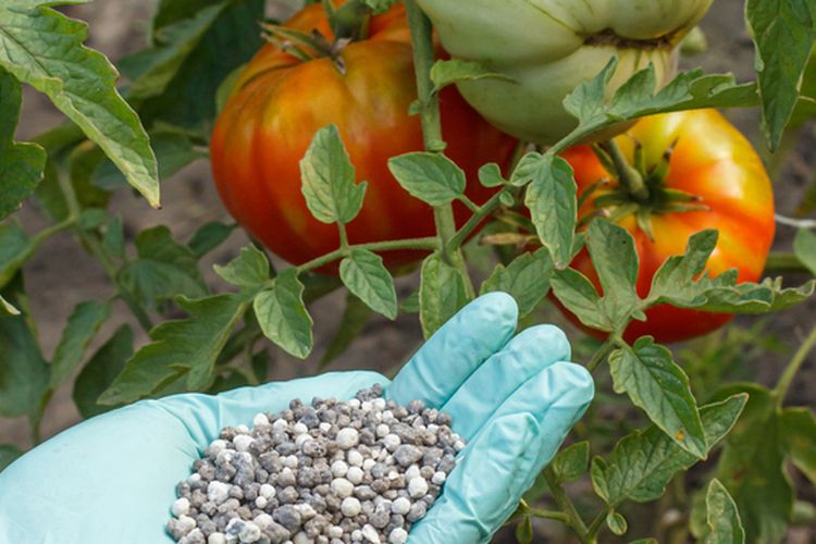 Ilustrasi pupuk untuk tanaman tomat, memberi pupuk pada tanaman tomat. 