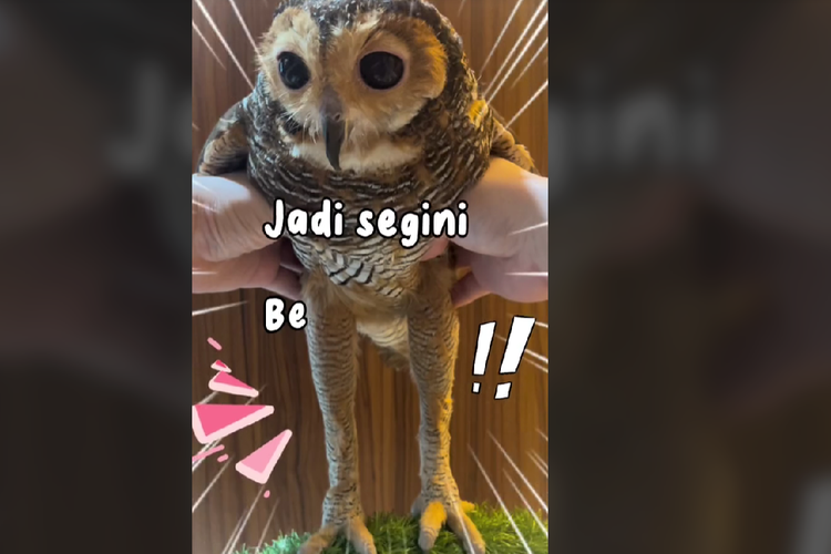 Viral video kaki burung hantu ternyata panjang diunggah akun @bibibfamily di TikTok