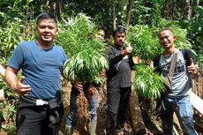 7 Fakta Penemuan 10 Hektar Ladang Ganja di Cianjur