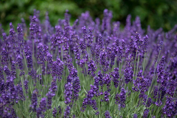 Ilustrasi tanaman lavender.