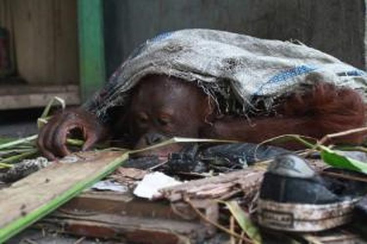 Orangutan yang dipelihara seorang warga Desa Korek, Kecamatan Ambawang, Kabupaten Kubu Raya, Kalbar, Selasa (6/10/2015).