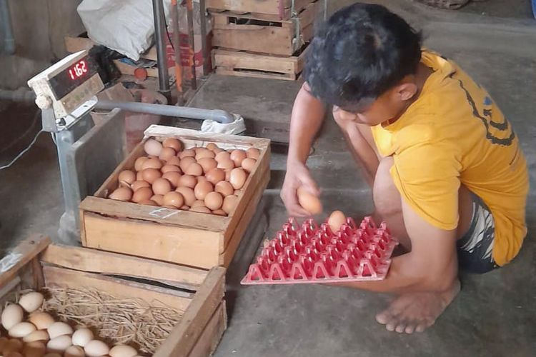 Harga Telur di Probolinggo Anjlok, Peternak Rumahkan Karyawan
