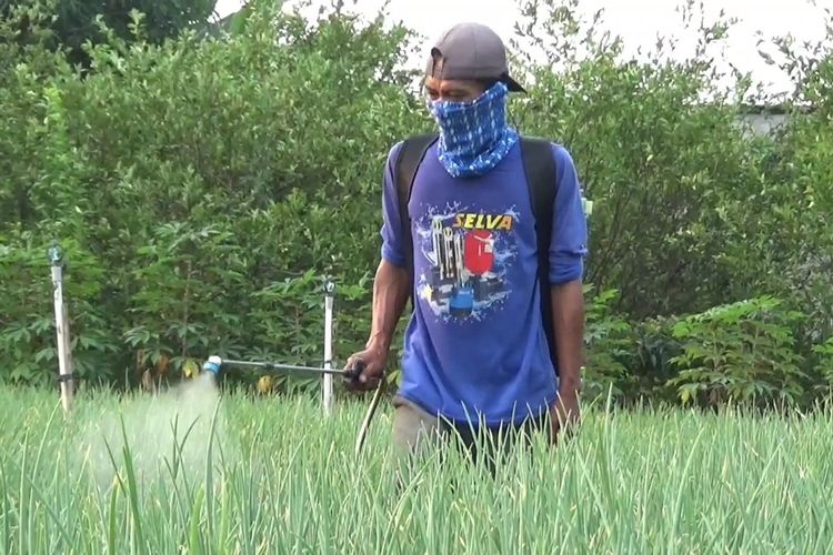 Petani Bawang Merah di Madiun Menjerit Diserang Hama, Biaya Pestisida Tembus Rp 300.000 Sekali Semprot