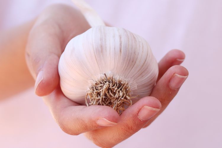 Manfaat Bawang Putih untuk Rambut Sudah Tahu