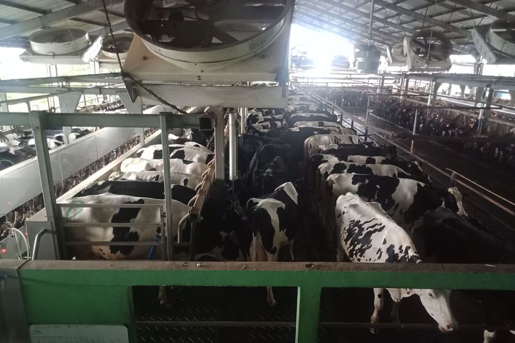 Sapi-sapi berada di tempat pemerahan di Peternakan Greenfields di Desa Babadan, Malang.