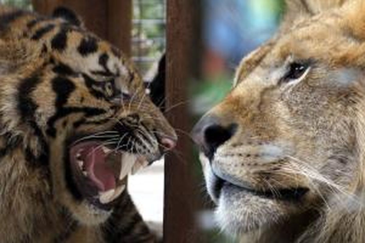 Harimau sumatera (kiri) dan singa.