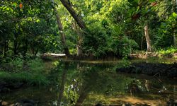 Studi: Hutan Dijadikan Alat Perdagangan Karbon Lemahkan Peran Rimba