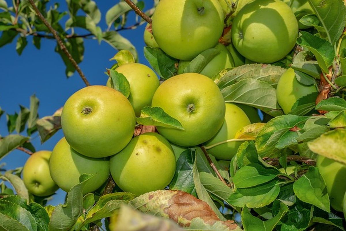 Ilustrasi tanaman apel hijau