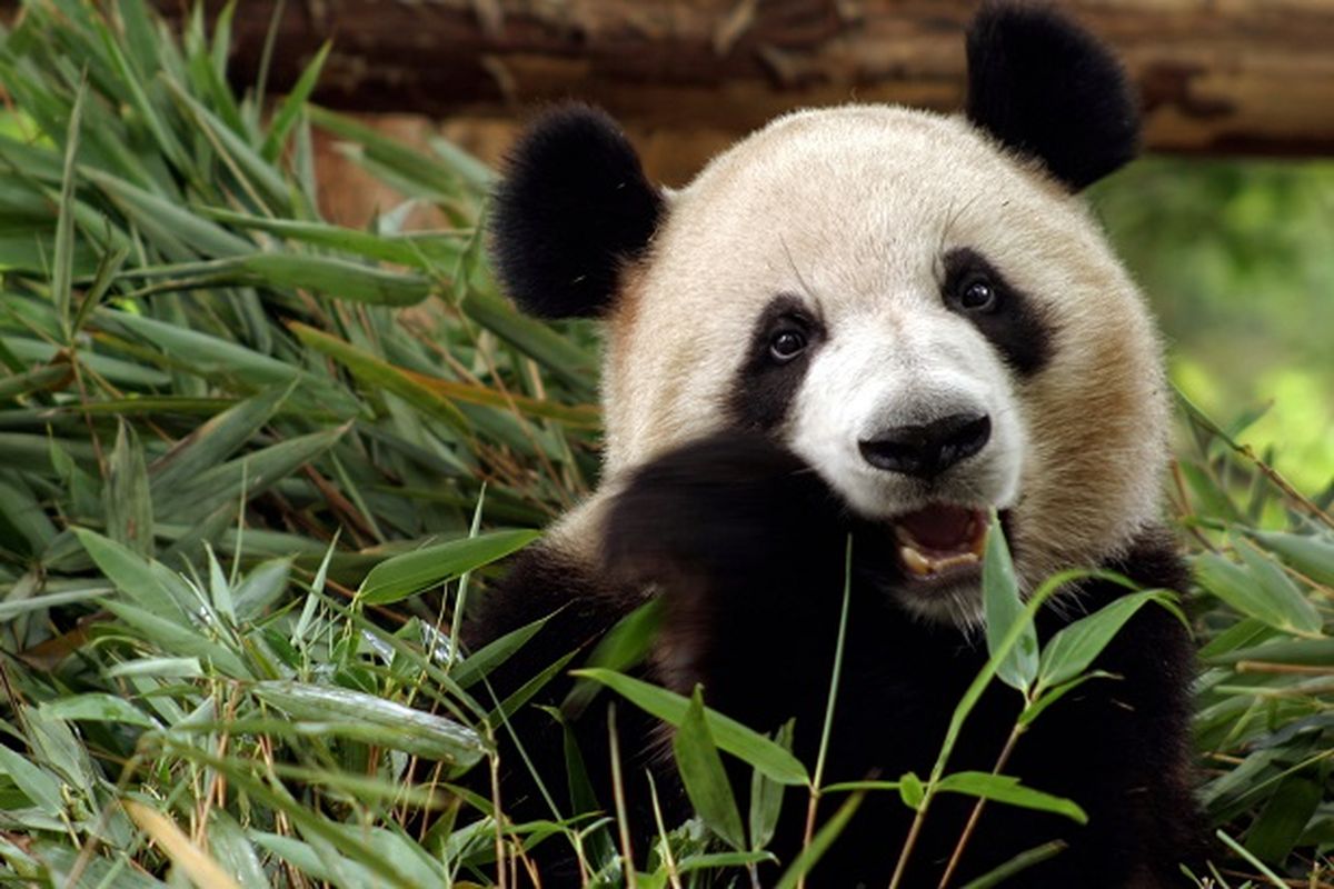 Ilustrasi Panda Raksasa sedang makan bambu. Bulu berwarna hitam dan putih pada panda raksasa ternyata memilii fungsi untuk kamuflase dari predator.