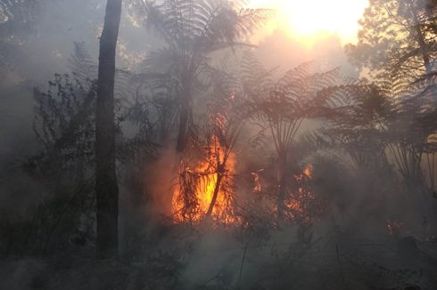 Kebakaran Lereng Gunung Slamet Meluas ke Area Hutan Lindung