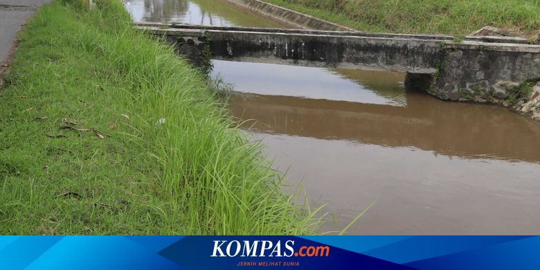 Seluas 554 Hektare Sawah di Sleman Terdampak Ditutupnya Selokan Mataram - Vimarsana News