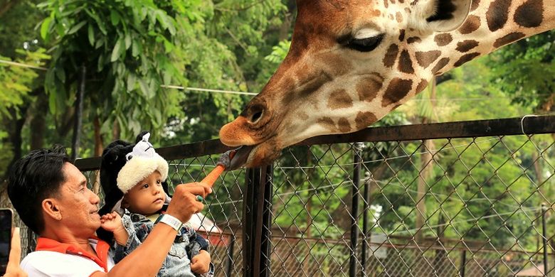 Kebun Binatang Surabaya Buka Lagi Anak Anak Boleh Masuk