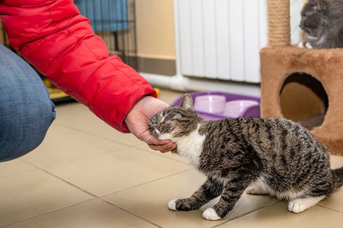 4 Risiko Tidur Bersama Kucing pada Malam Hari