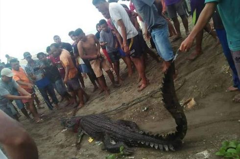 Warga Pulau Buru Tangkap dan Bunuh Seekor Buaya di Muara Sungai