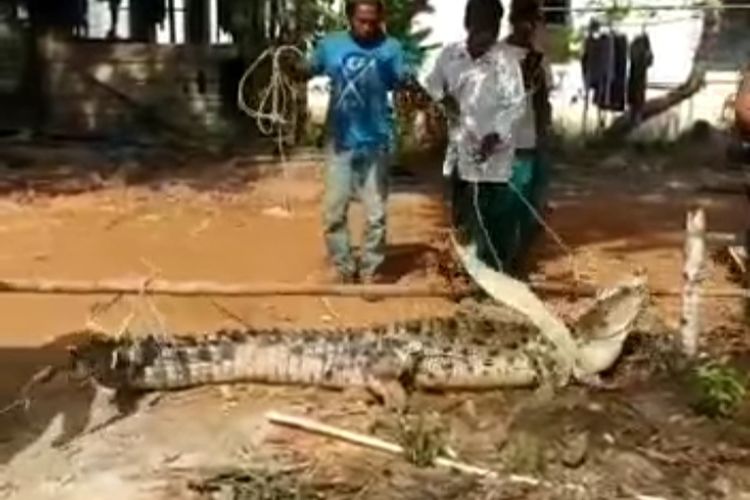 Buaya di Celau, Sungai Selan, Bangka Tengah setelah ditangkap warga menggunakan pancing, Selasa (10/1/2023).