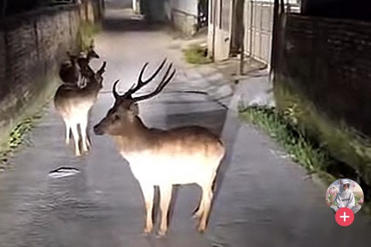 Kawanan Rusa Berkeliaran di Beji Depok, Ternyata Ini Asal Usulnya