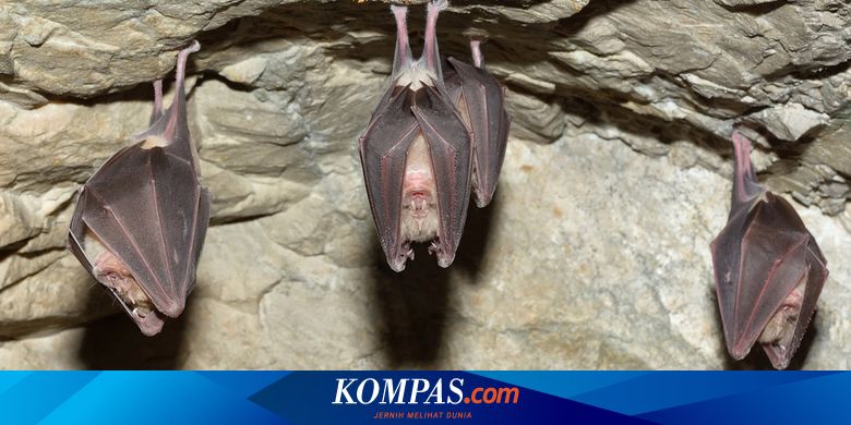 Serba Serbi Hewan Kenapa Kelelawar Tidur Terbalik Halaman All Kompas Com Serba Serbi Hewan Kenapa Kelelawar Tidur Terbalik Halaman All Kompas Com