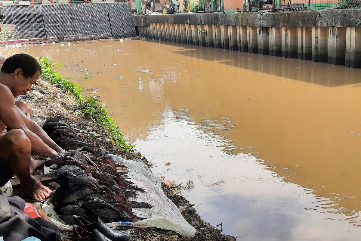 Ribuan ikan sapu-sapu ditemukan mati di Kali Baru, Kelurahan Tengah, Kecamatan Kramatjati, Jakarta Timur, Senin (11/7/2022) pagi.