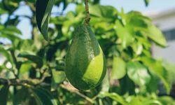 Dipicu Pemanasan Global, Kota Produsen Jeruk di Jepang Berganti jadi Produsen Alpukat