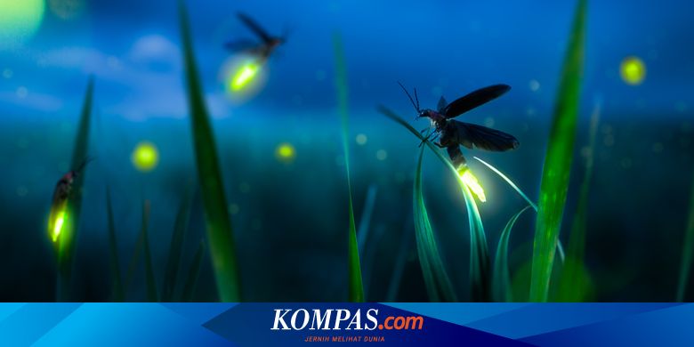 Bukan Kerlipan Cahaya, Kunang-kunang Betina Lebih Tertarik dengan Hadiah Perkawinan