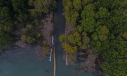 Menjaga Mangrove Tetap Hidup, Bukan Sekadar Menanam