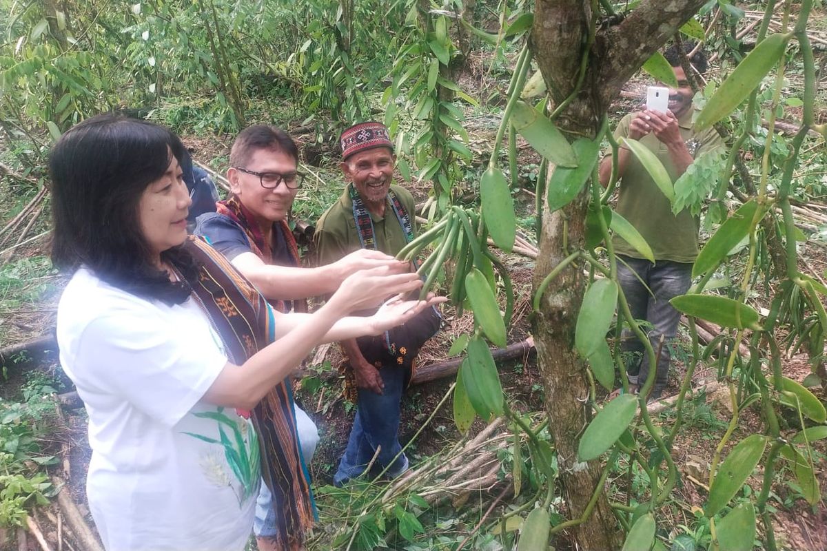 Ketua Badan Pengurus Yayasan Dharma Bhakti Astra (YDBA) Rahmat Samulo, didampingi Sekretaris Pengurus YDBA Ema Poedjiwati Prasetio melakukan kunjungan ke perkebunan vanili di Kampung Loha, Desa Loha, Kecamatan Macang Pacar Manggarai Barat, NTT