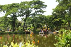 Kebun Bibit Wonorejo di Surabaya: Daya Tarik, Harga Tiket, dan Rute